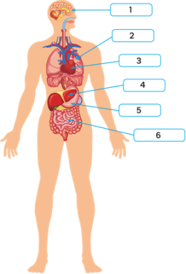Carte Interactive: Внутрішня будова людини (Biology - внутрішня будова  людини - біологія - будова - людини)